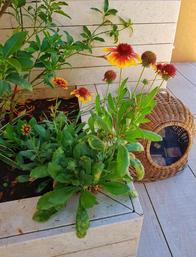 Apartmani Vrancic Mandre Exterior photo